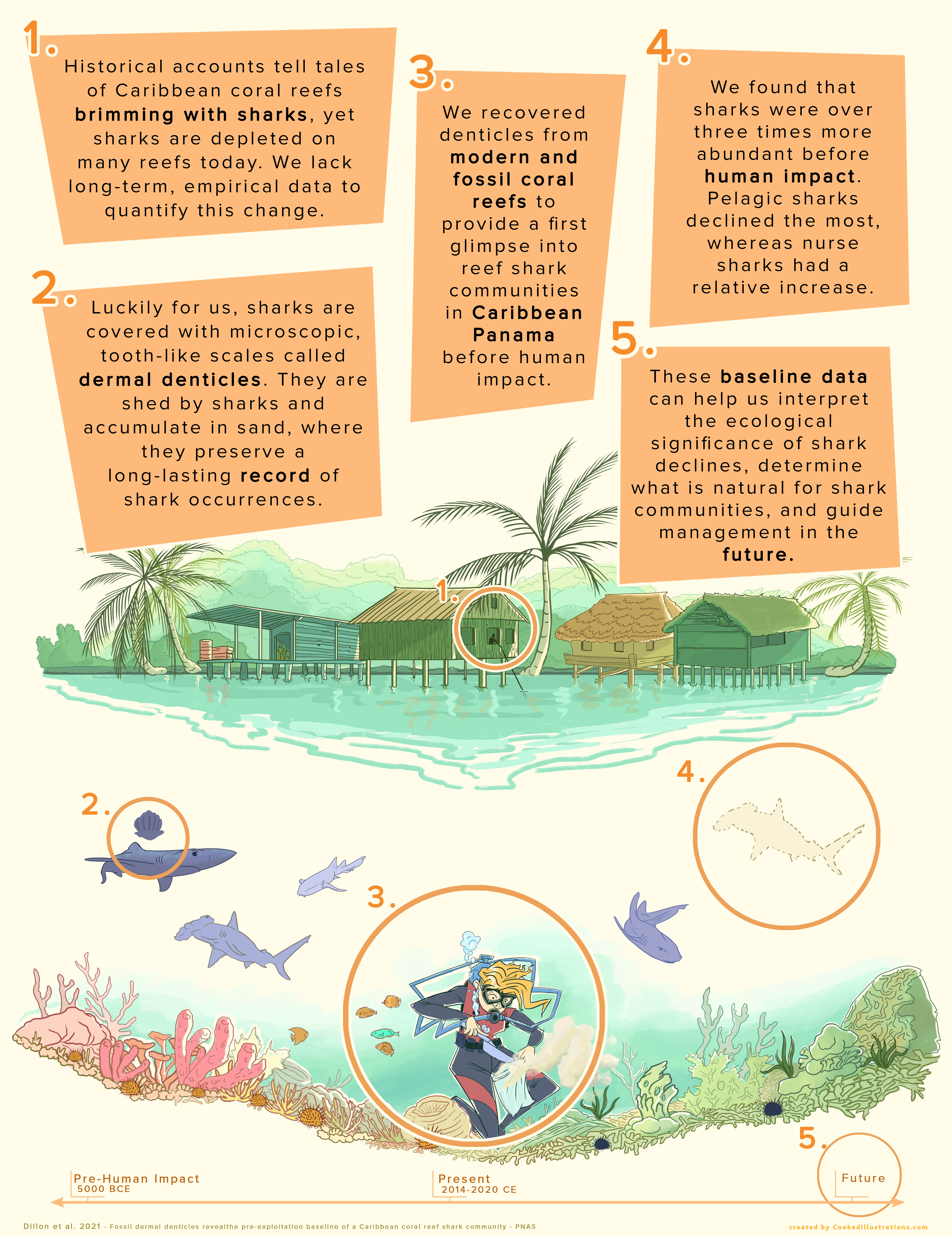 A poster showing a blonde woman in scuba gear collecting coral reef sediments. Sharks swim around her, a tropical coastal village shows. Informational texts.