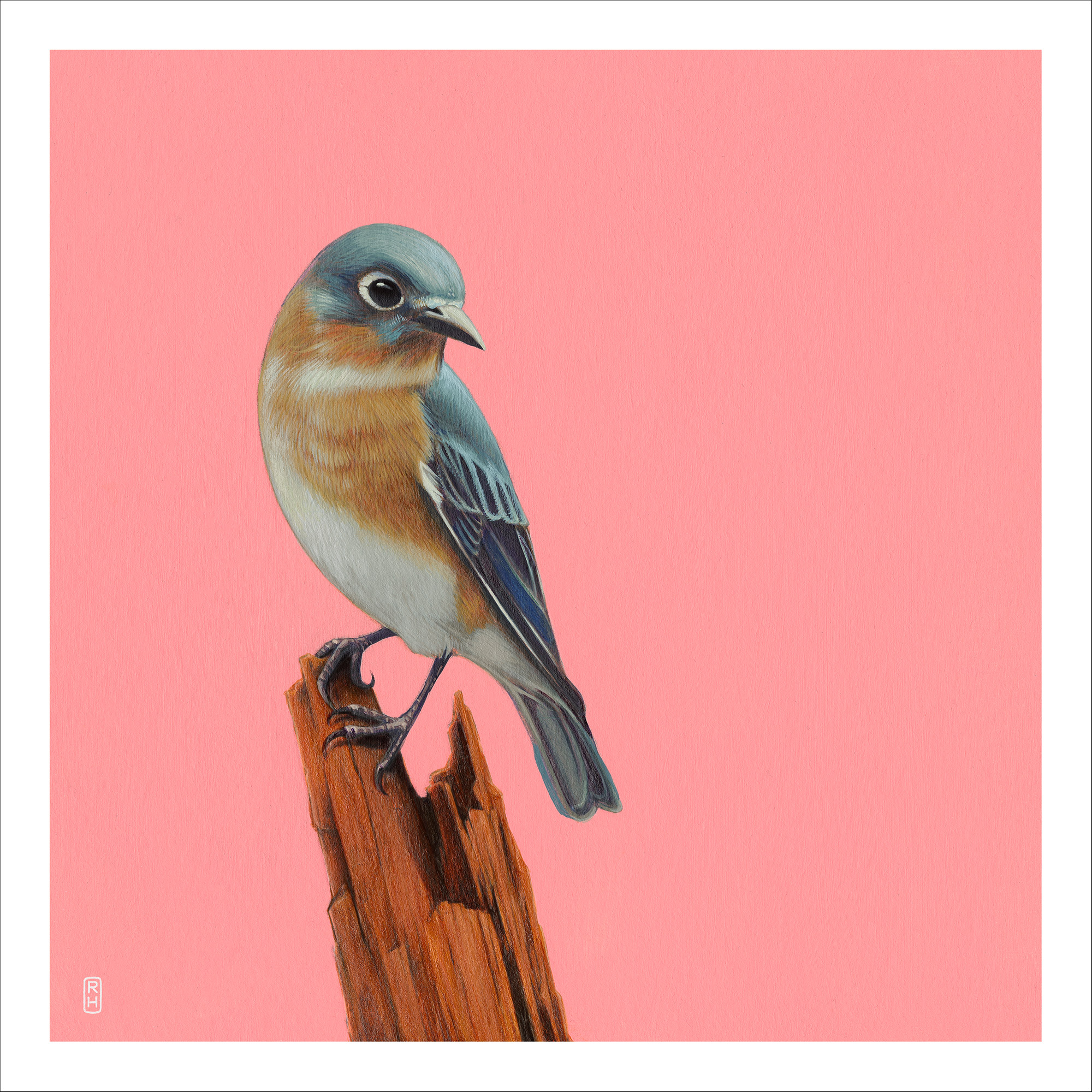 Painting of a bluebird
