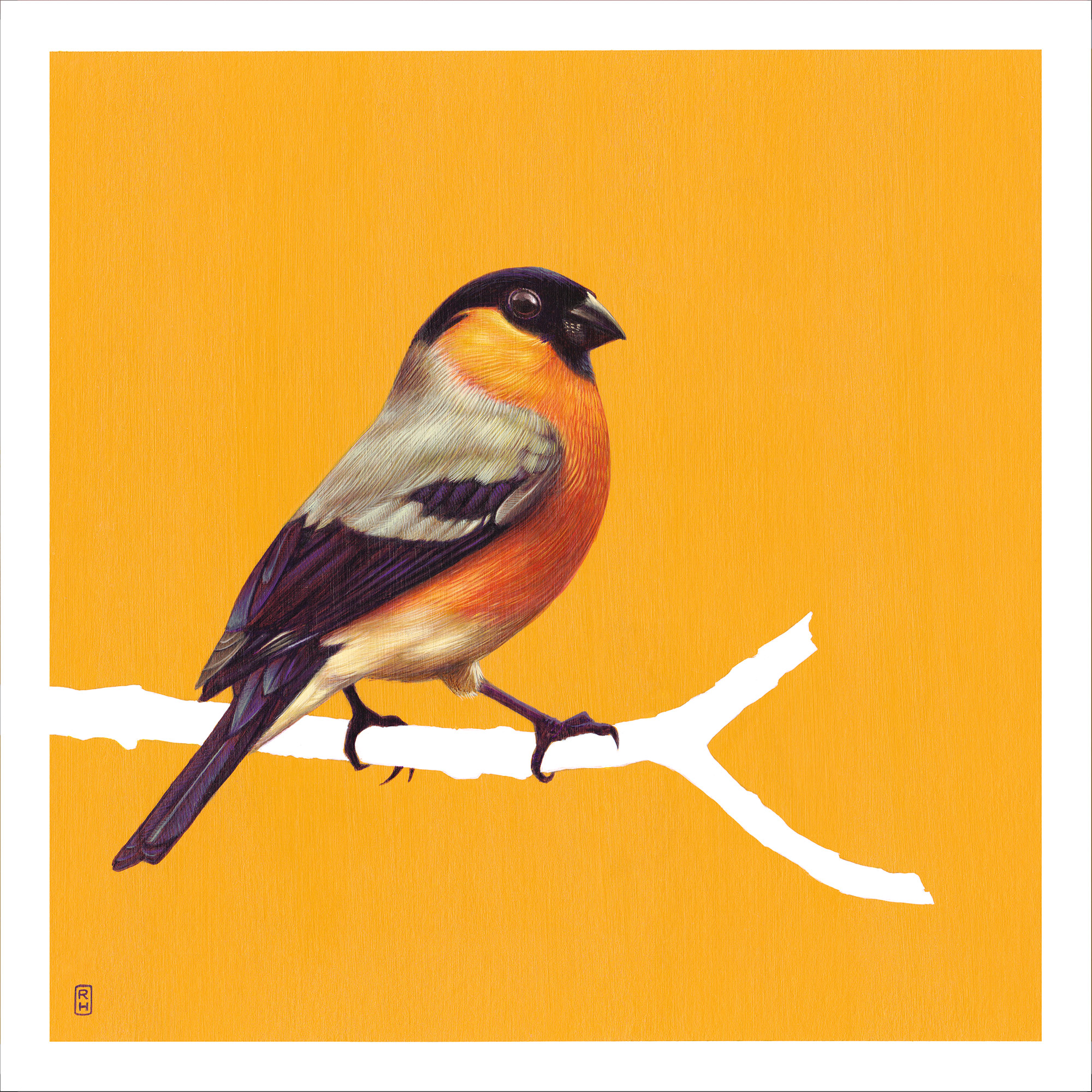 Painting of a bullfinch