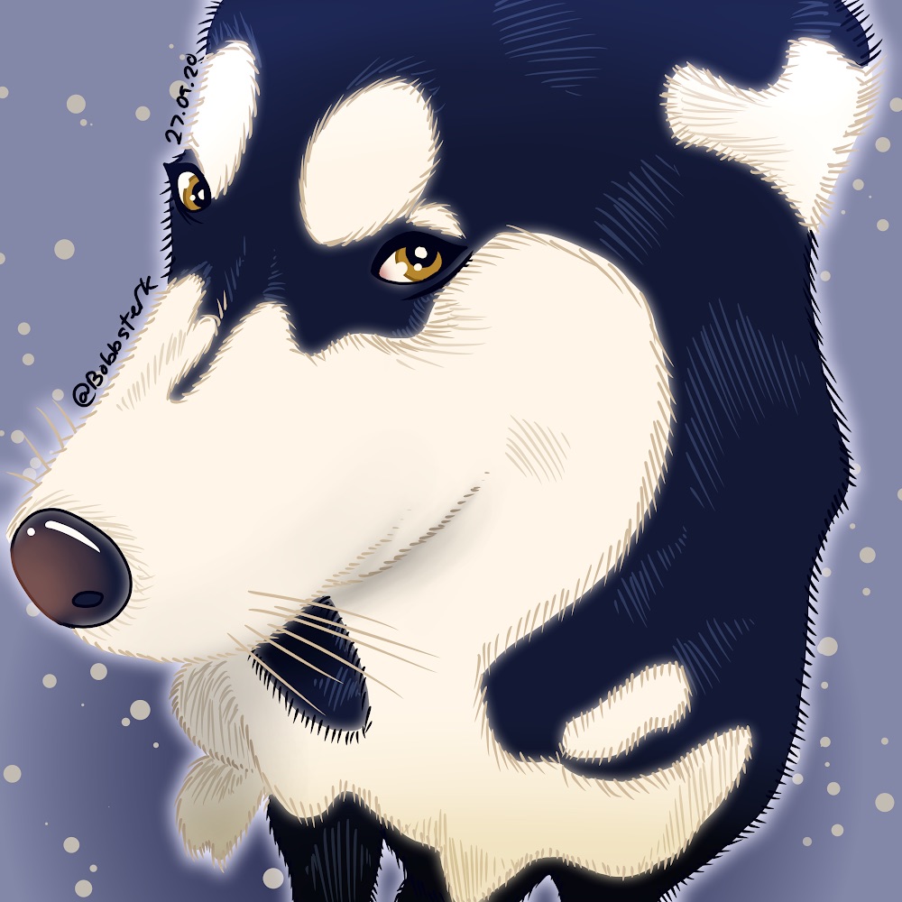 A huskey from a top view with a blue-black and white fur pattern, with a lilac start background 